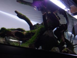 亀とアクアリウムの融合!レイアウト水槽で魚との混泳飼育!