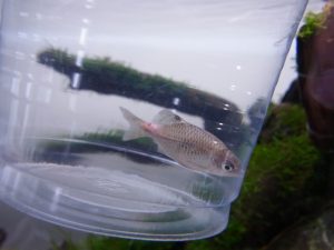 観賞魚のエロモナス感染症の原因・症状と効果的な治療法