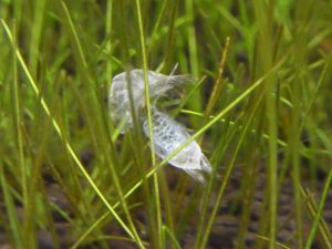 死体か!?と思わず焦るミナミヌマエビのきれいな抜け殻