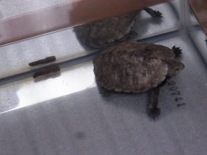 イシガメが久しぶりに糞をした…思った以上に立派な…