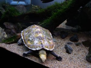 写真撮影で気付く亀水槽タンクメイトの生き残るための知恵