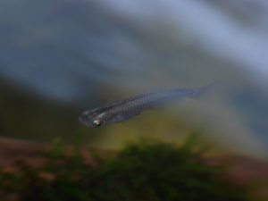 メダカは上見が綺麗…アクアリウムで見落としがちな和の視点