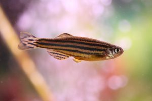 ゼブラ・ダニオの飼育・繁殖・混泳-美しい縞模様の活発な熱帯魚