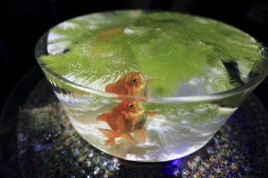 ボトルアクアリウムにおすすめの丈夫な熱帯魚・エビ・貝 10種まとめ