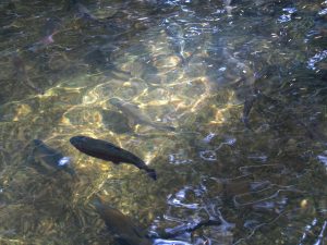 高水温に電気代…アクアリウムには厳しい季節:夏を凌ぐ対策6選