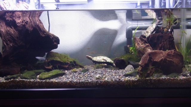 ウチの水景紹介します