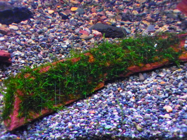 流木への巻きつけから2週間 少し伸びたモスのトリミング