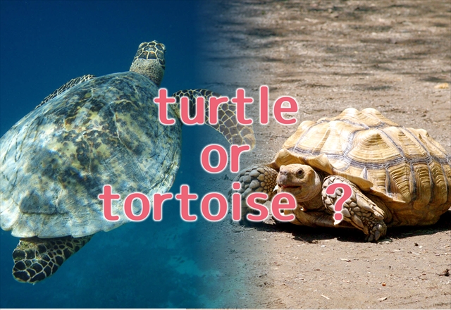 亀の英語表現 Turtleとtortoiseの違い 種類別表現