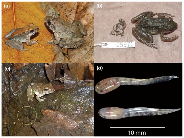 幼生を産む新種カエル発見 変わった繁殖形態のカエルまとめ