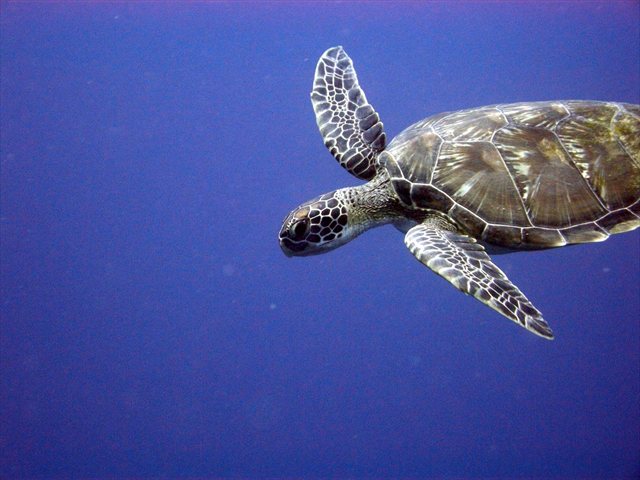 アカウミガメ 野生動物 の生態調査 準備編 知識と必要な装備