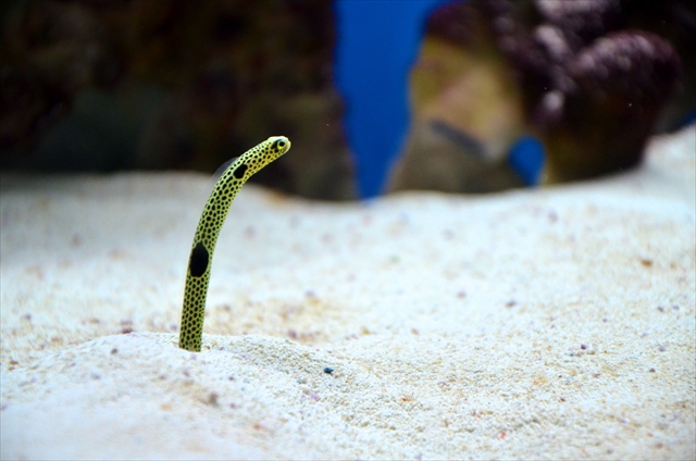 アクアリウム水槽の底砂 底床まとめ ソイルから大磯砂まで網羅