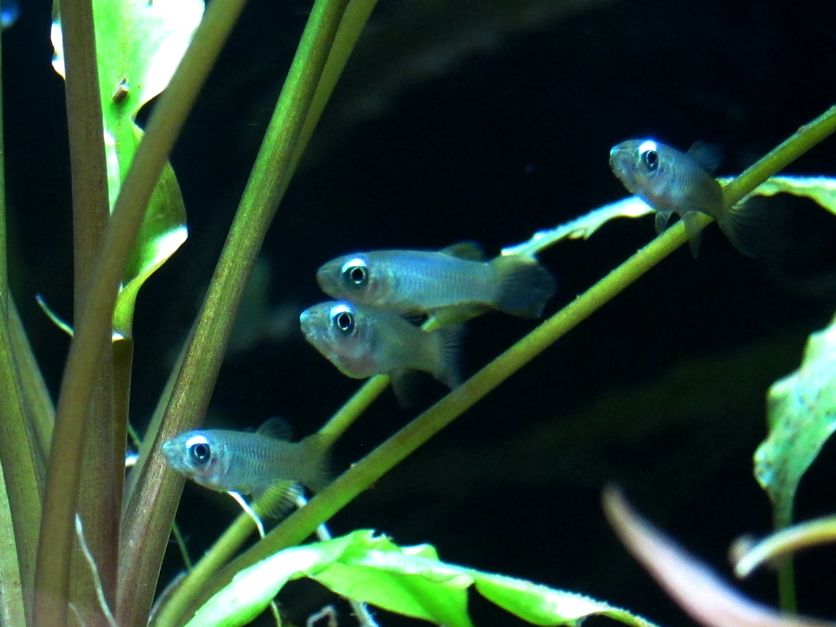 アフリカン ランプアイの飼育 繁殖方法 青く光る目が美しい熱帯魚