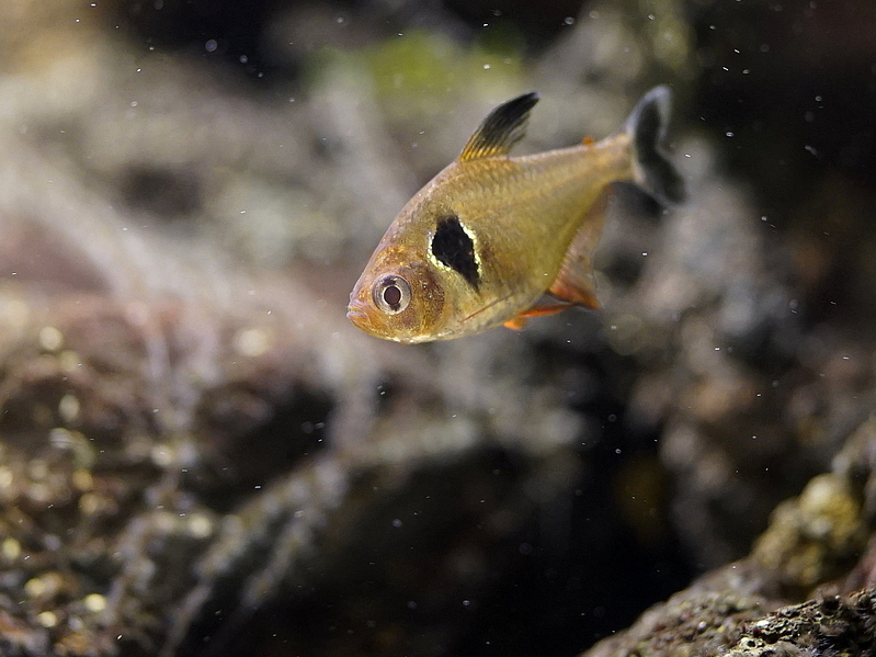 レッドファントムテトラの飼育 繁殖方法 鮮やかな 赤 に惹かれる熱帯魚