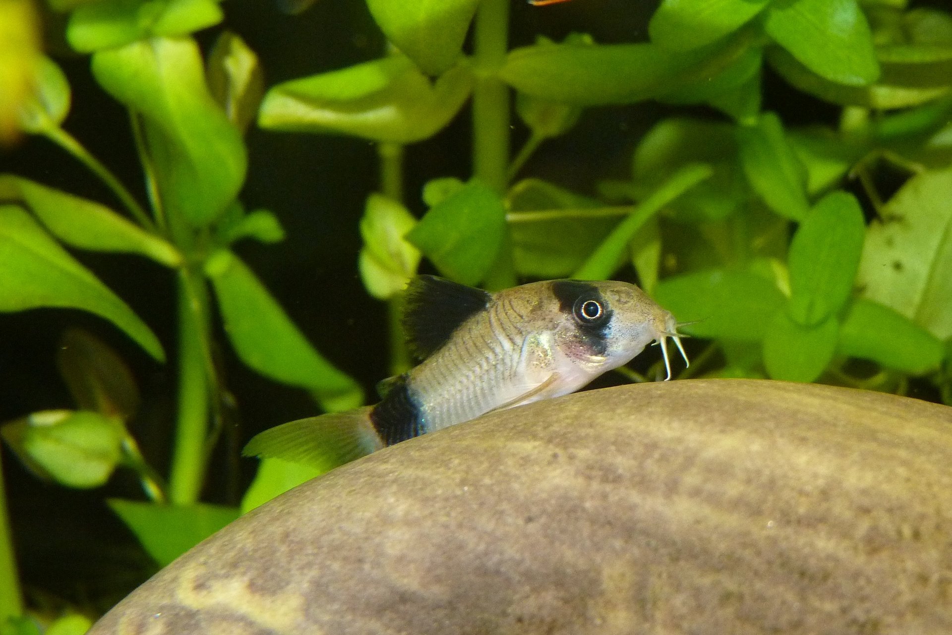 コリドラス パンダの飼育 繁殖 生態 小型で柄が可愛い底棲熱帯魚