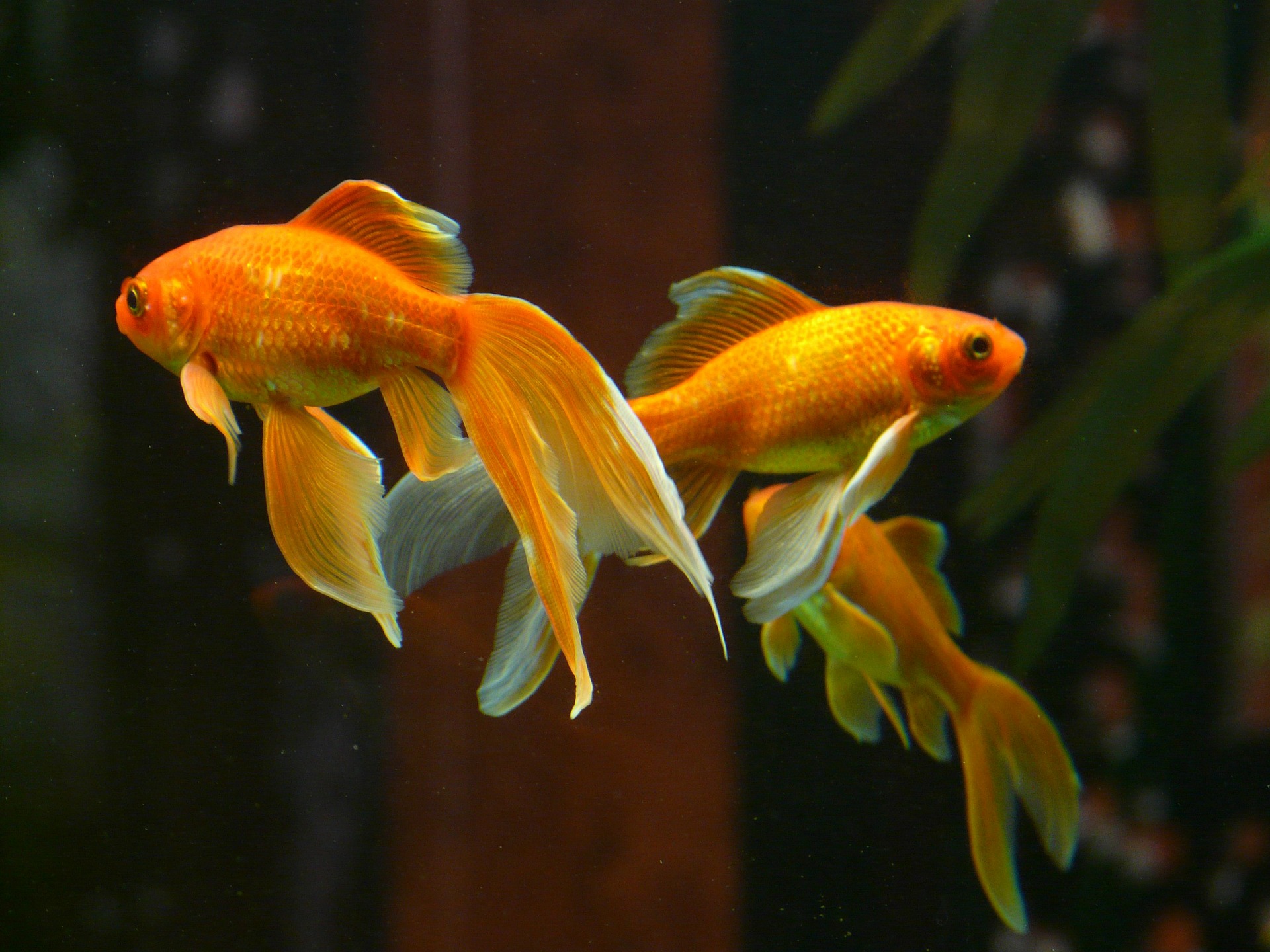 金魚の飼育法まとめ 水槽選びや餌から産卵 繁殖まで 金魚すくいの金魚を長生きさせよう