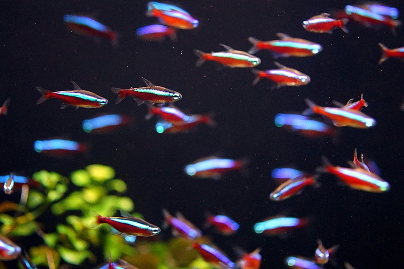 カージナルテトラの育て方 定番熱帯魚の飼育 繁殖 混泳法