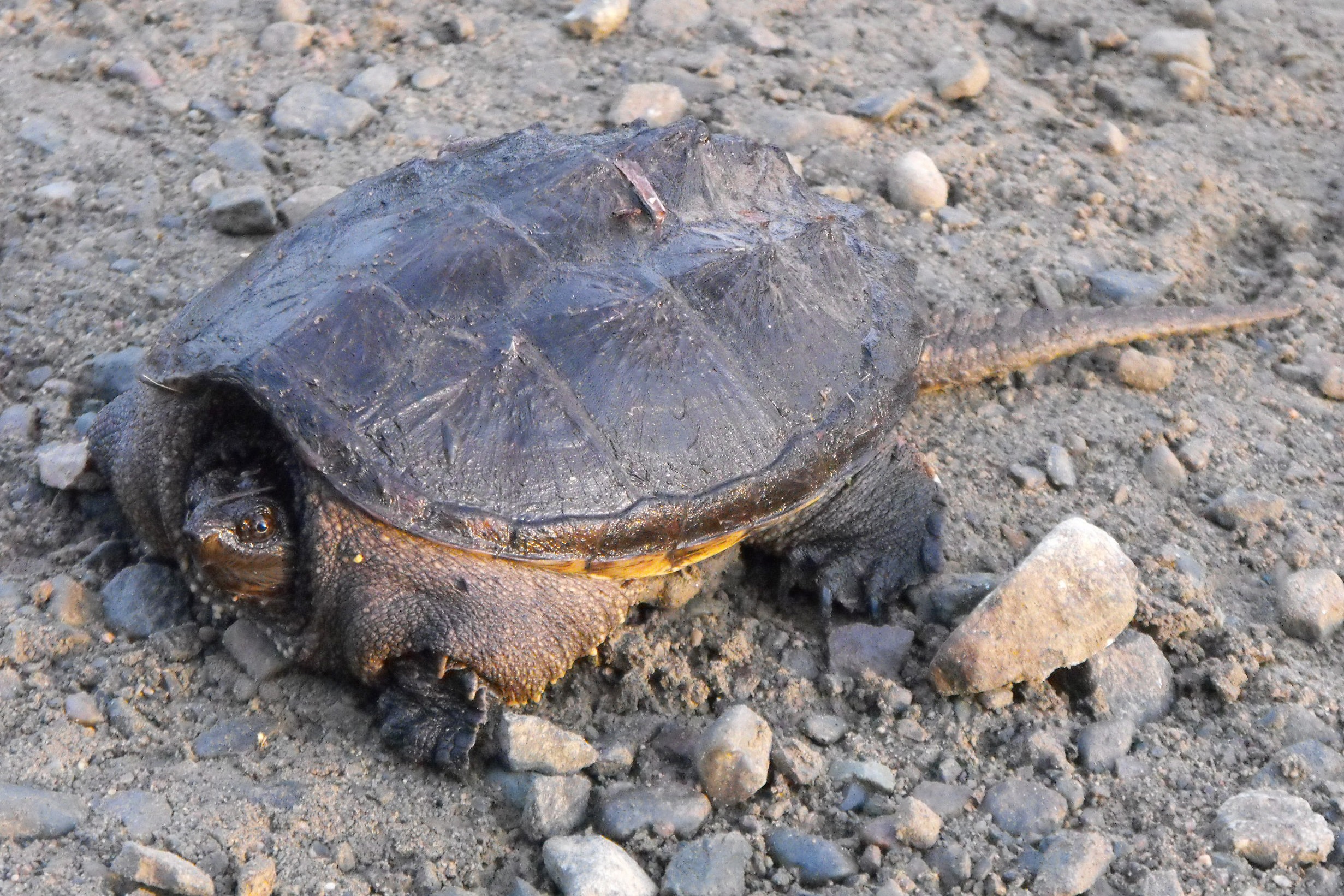 カミツキガメはなぜ駆除される 外来種問題やワニガメとの違い