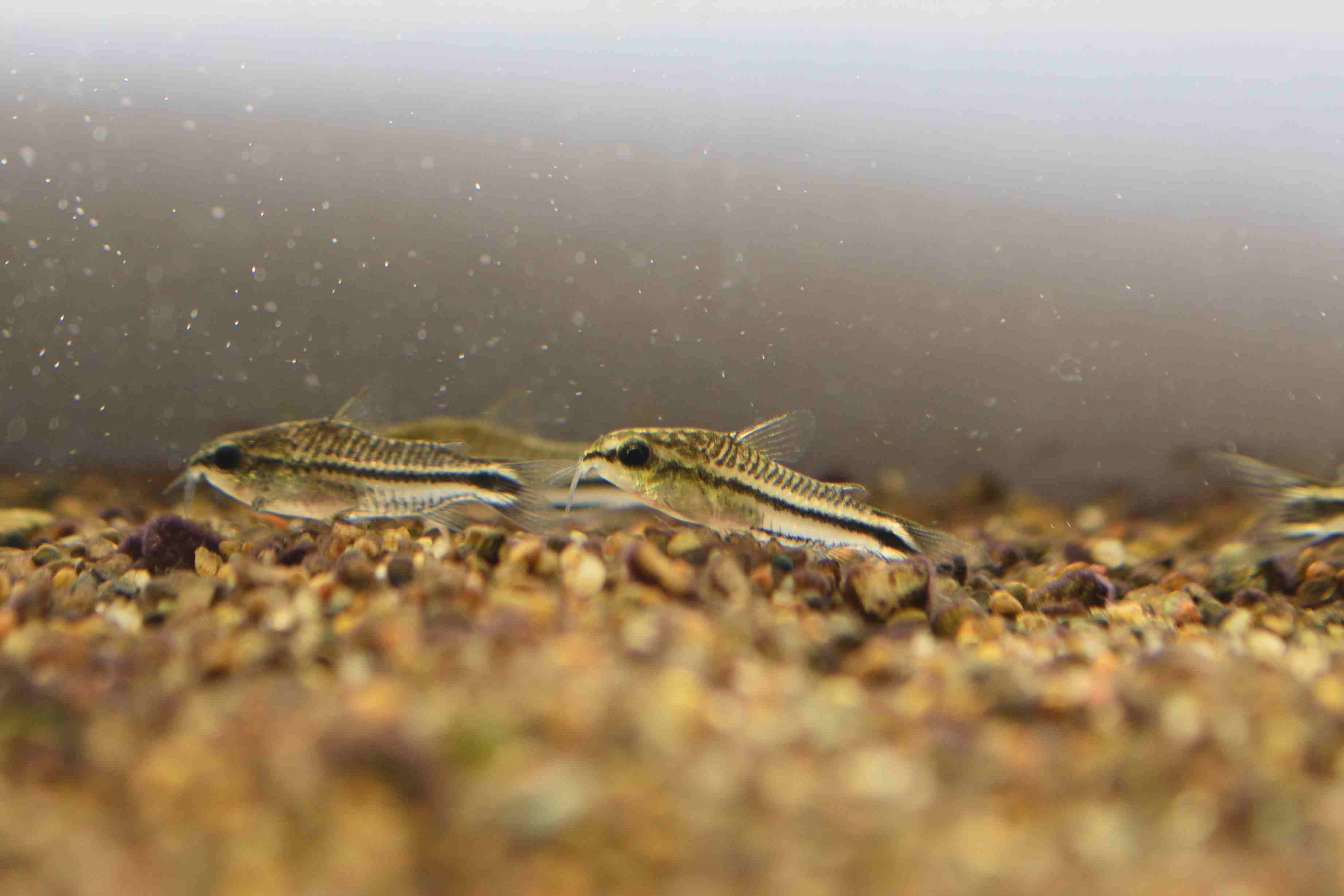 コリドラスピグミーの飼育と混泳 繁殖容易なチビコリの一種